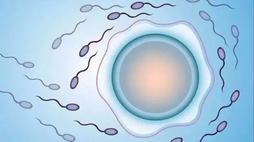 三代试管助孕生子费用明细与适应症解析